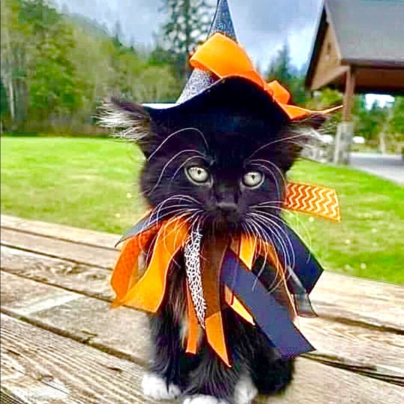 Meet your Posher, Virginia - Picture 3 of 5